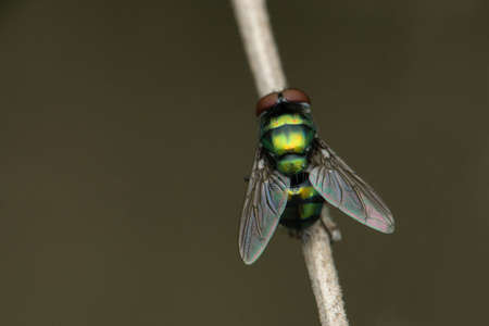 Blue bottle Fly, Calliphora vomitoria, Satara, Maharashtra, India