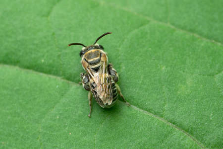 Dwarf honeybee, Apis florea, Satara, Maharashtra, India