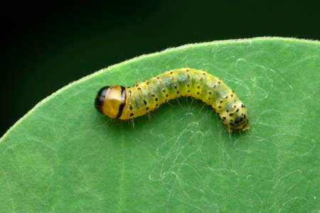 Catterpiller of moth, Bombyx mori, Satara, Maharashtra, Indiaの写真素材
