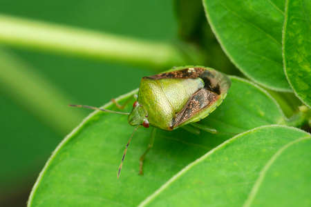 Dorsal of green stink bug, Chinavia halaris, Satara, Maharashtra, India
