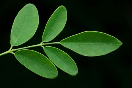 Drumstick tree leaf, Moringa oleifera, Satara, Maharashtra, Indiaの写真素材