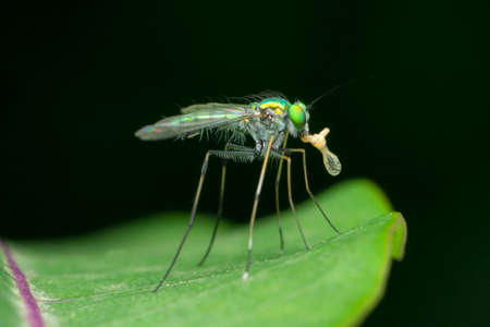 Green long legged fly, Chrysosoma species, Satara, Maharashtra, India