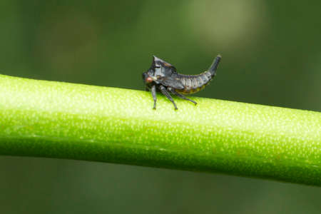 Nymph of horn tree hopper, Ceresa taurina, Satara, Maharashtra, Indiaの写真素材