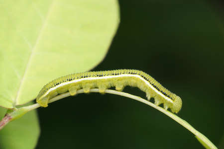 Wasp  moth, Amata huebneri, Satara, Maharashtra, India