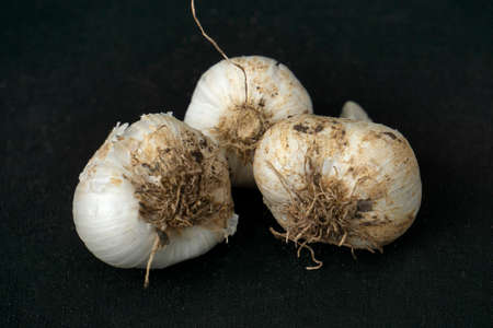 Garlic pods closeup shot on black background, Allium sativum, Satara, Maharashtra, India