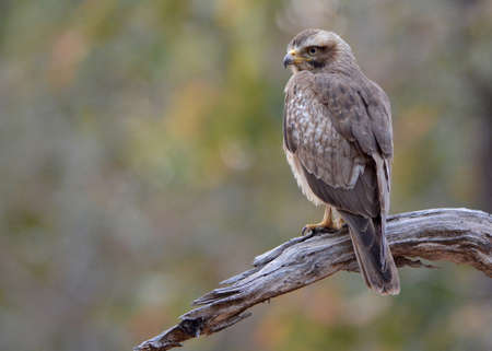 White-eyed Buzzard, Butastur teesa, Pench, Madhya Pradesh, Indiaの写真素材