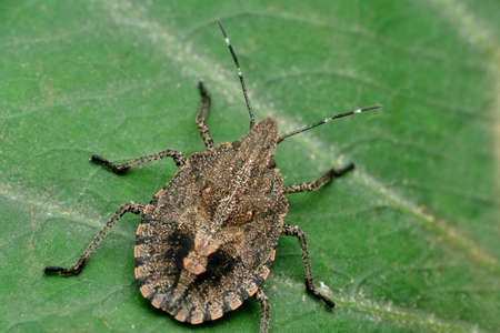 Brown marmorated stink bug, Halyomorpha halys, Satara, Maharashtra, India
