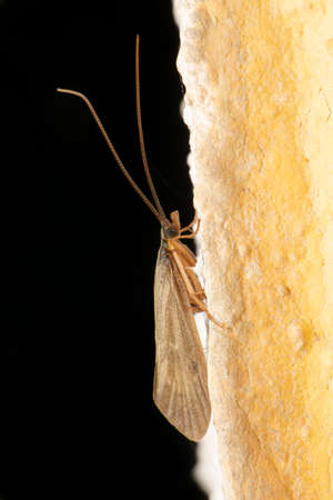 India meal moth, Plodia species, Satara, Maharashtra, Indiaの写真素材