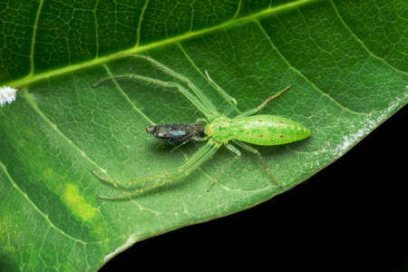 Grass crab spider, Oxytate species, Satara, Maharashtra, Indiaの写真素材