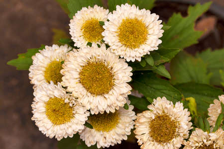 Closeup bunch of white Common daisy flower, Bellis perennis, Pune, Maharashtra, Indiaの写真素材