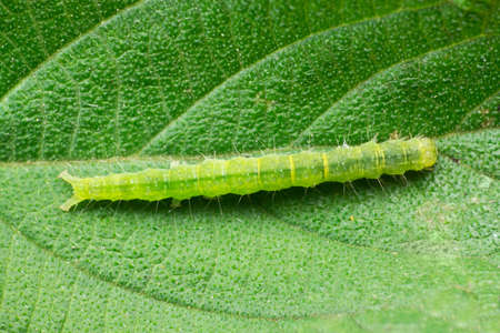 Cabbage looper moth caterpillar.Family Noctuidae, referred to as owlet moths, Trichoplusia ni, ...