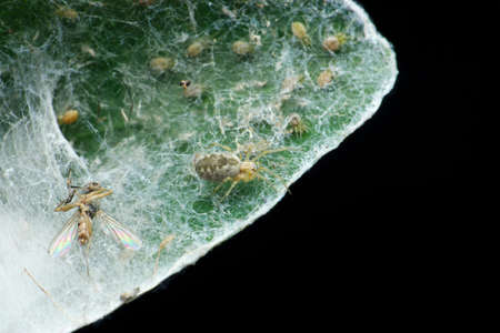 Nigma is a genus of cribellate araneomorph spiders in the family Dictynidae with spiderlings,...