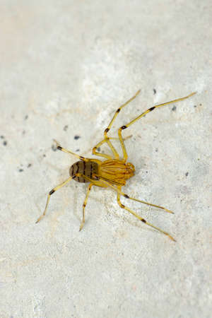 Spitting spider, Scytodes thoracica, Satara, Maharashtra, India