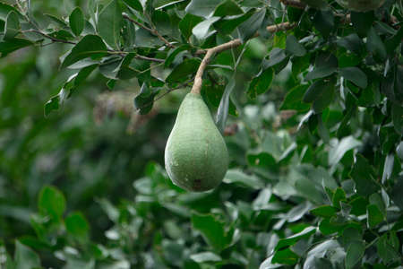 Bael or Stone fruit, Aegle marmelos, Satara, Maharashtra, India. Native to the Indian subcontinent and Southeast Asiaの写真素材
