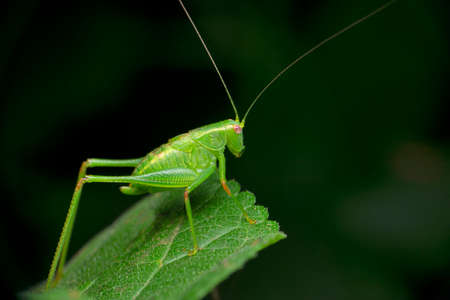 Nymph green katydid, Tettigonia species, satara  maharashtra indiaの写真素材