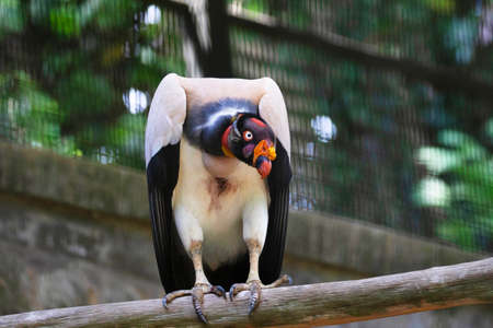 King vulture, Sarcoramphus papa. Lives predominantly in tropical lowland forests stretching from southern Mexico to northern Argentinaの写真素材