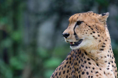 Closeup face portrait of Southeast African cheetah, Acinonyx jubatus jubatus. Native to East and Southern Africaの写真素材