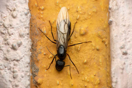 Female Carpenter ants, Camponotus sp ,Satara, Maharashtra, Indiaの写真素材