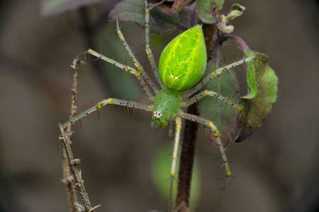 Green lynx spider, oxyops species, Satara, Maharashtra, Indiaの写真素材