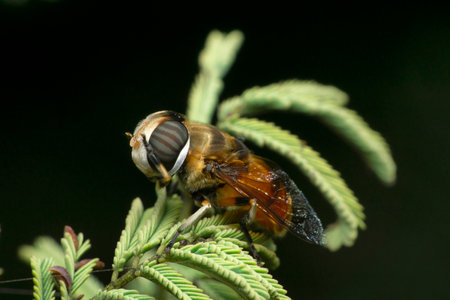 Cicada fly, Satara, Maharashtra, India