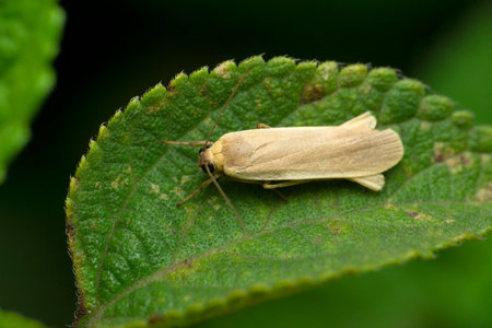 Bogong moth species, Satara, Maharashtra, India