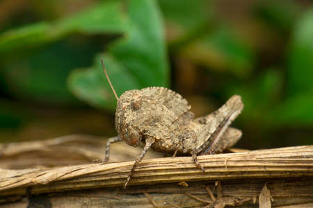 White dusty cloth moth, Satara, Maharashtra, Indiaの写真素材
