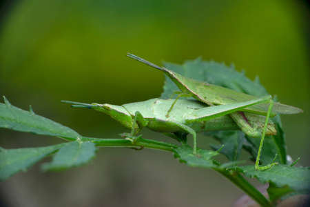 White dusty cloth moth, Satara, Maharashtra, India