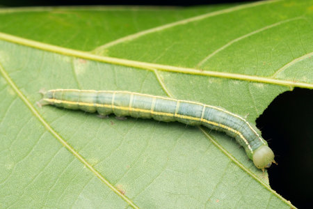Tiger moth caterpillar, Anticarsia tigris, Satara, Maharashtra, India