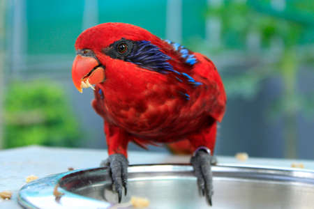 Red Macaw parrot at Ramoji film city, Hyderabad, Telangana, Indiaの写真素材