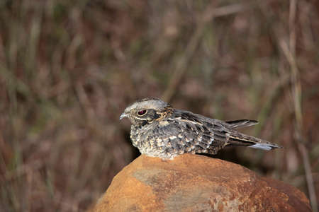 Indian Nightjar, Caprimulgus Asiaticus, Bhigwan, Solapur, Pune, Maharashtra, Indiaの写真素材