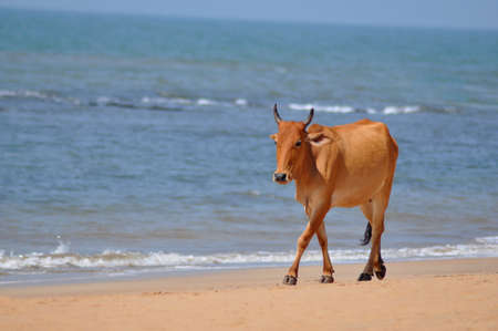 Indian Cattle, Bos Indicus, Walking on a Beach, Anjuna, Goa, Indiaの写真素材