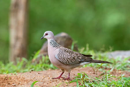 Spotted Dove,  Spilopelia Chinensis, Bangalore, Karnataka, Indiaの写真素材