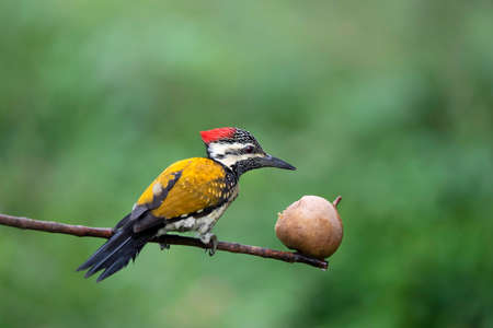 Black-Rumped Flameback, Dinopium Benghalense, Bangalore, Karnataka, Indiaの写真素材