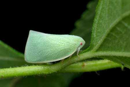 Fulgorid treehopper, Siphanta species, Satara, Maharashtra, Indiaの写真素材