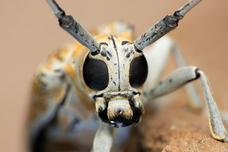 Closeup of horn beetle, Satara, Maharashtra, Indiaの写真素材