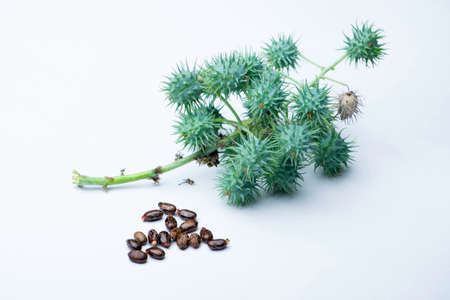 Ayurvedic castor oil seeds, Ricinus communis, Chemical Components - Ricine, poisonus. Used medicinally. Satara, Maharashtra, Indiaの写真素材