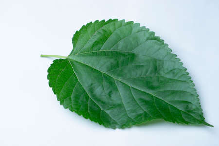 Leaf of common  Rubus allegheniensis, Satara, Maharashtra, Indiaの写真素材
