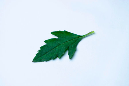 Tridax daisy leaf, Tridax procumbens, Satara, Maharashtra, India Traditionally, Tridax procumbens has been in use in India for wound healing and as an anticoagulant, antifungal, and insect repellentの写真素材