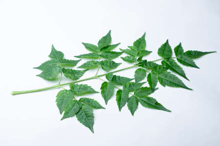 Leafs of Chinaberry tree or pride of India, Melia azedarach, Satara, Maharashtra, India. Leaves have...