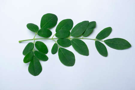 Leafs of drumstick tree, Moringa oleifera, Satara, Maharashtra, India. Has many Medicinal/health usesの写真素材