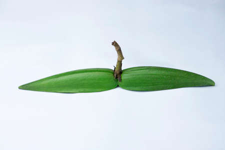 Fruit of Shyamlata tree, Cryptolepis buchananii, Satara, Maharashtra, India. Chemical Components - methoxy salicylic aldehydeの写真素材
