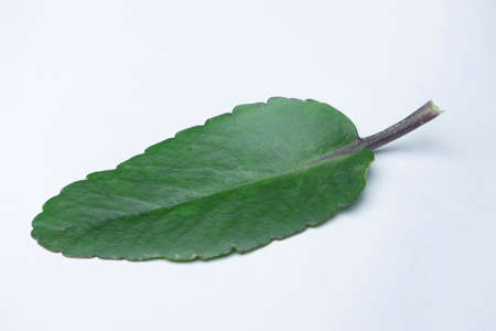 Leaf of air plant or miracle leaf, Bryophyllum pinnatum. Commonly known as Pattharcaá¹­á¹­a in Indian traditional systems of medicine which implies its stone breaking propertの写真素材