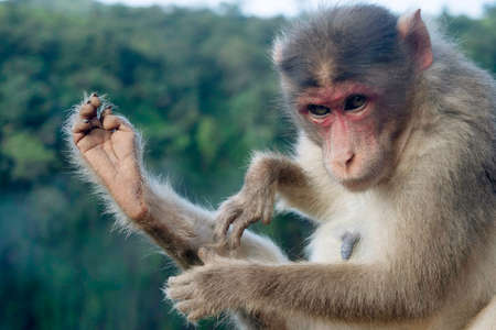 Closeup of female baboon, Rhesus macaque , Satara, Maharashtra, Indiaの写真素材