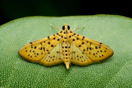 Leopard moth, Pseudopanthera macularia, the speckled yellow, is a moth of the family Geometridae, Satara, Maharashtra, Indiaの写真素材