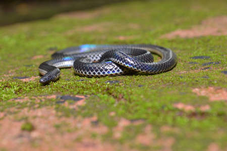 Khaire's black shieldtail, Melanophidium khairei, Amboli Maharashtra, India. Endemic to India. The species was named after the herpetologist Neelimkumar Khaireの写真素材