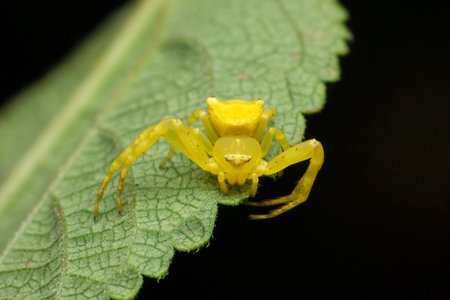 Yellow crab spider, Misumena vatia, Satara, Maharashtra, Indiaの写真素材