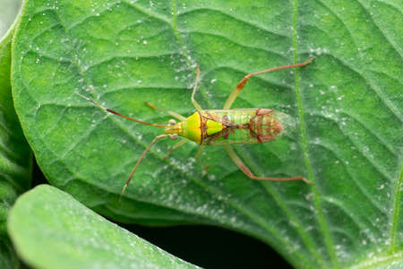 Green stink bug insect  or green soldier bug. Family Pentatomidae, Satara, Maharashtra, Indiaの写真素材