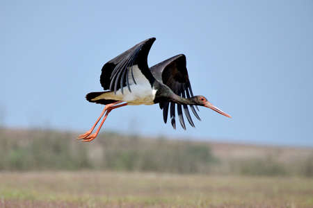 Black stork in flight, Ciconia nigra, Kolhapur, Maharashtra, India