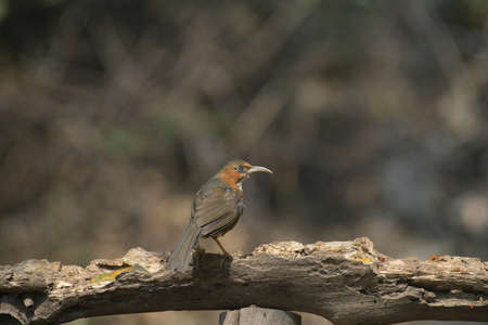 Rusty-cheeked scimitar babbler, Erythrogenys erythrogenys, Sattal Uttarakhand, Indiaの写真素材