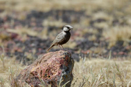 Ashy-crowned sparrow-lark, Eremopterix griseus, a small sparrow-sized member of the lark family. Kolhapur, Maharashtra, Indiaの写真素材